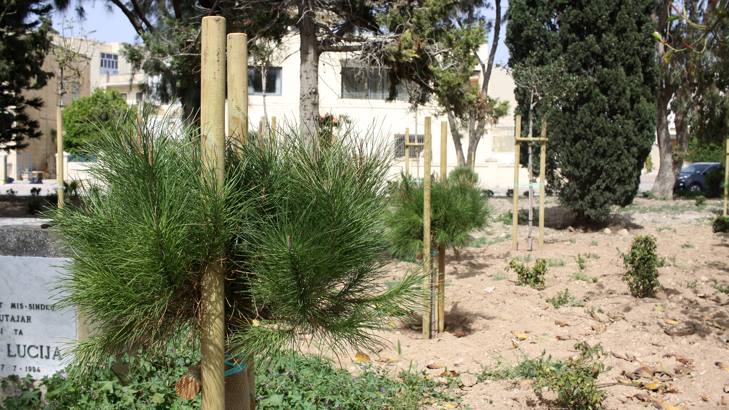 3123 new trees in Q1 2020 Infastructure Malta